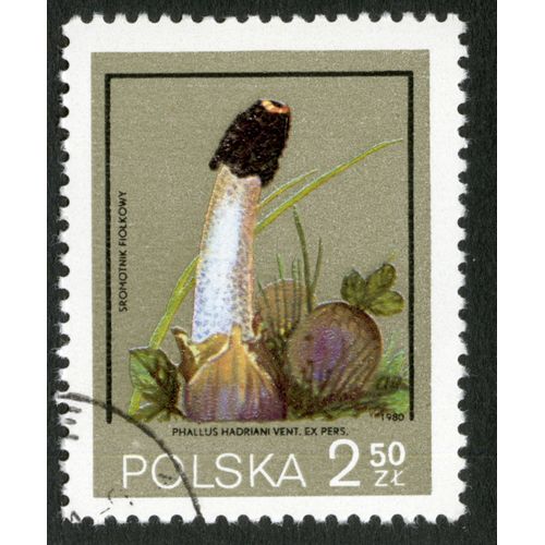 Timbre Oblitéré Polska, Phallus Hadriani Vent. Ex. Pers., 1980, Sromotnik Fiolkowy, 2,50 Zl