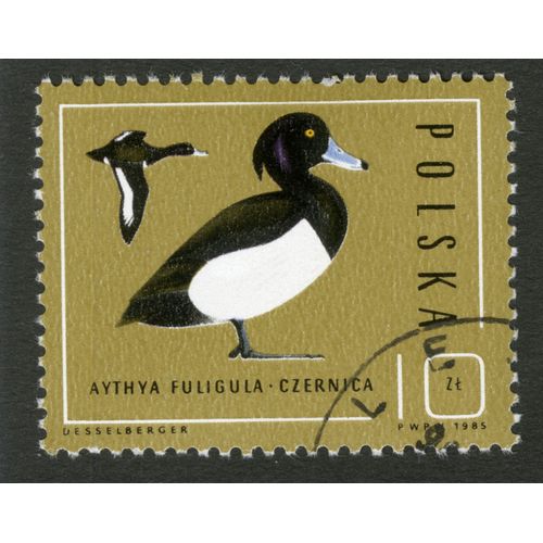 Timbre Oblitéré Polska, Aythya Fuligula, Czernica, Desselberger, 1985, 10 Zl