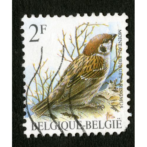Timbre Oblitéré Belgique, Belgie, Moineau Friquet, Ringmus, 2 F