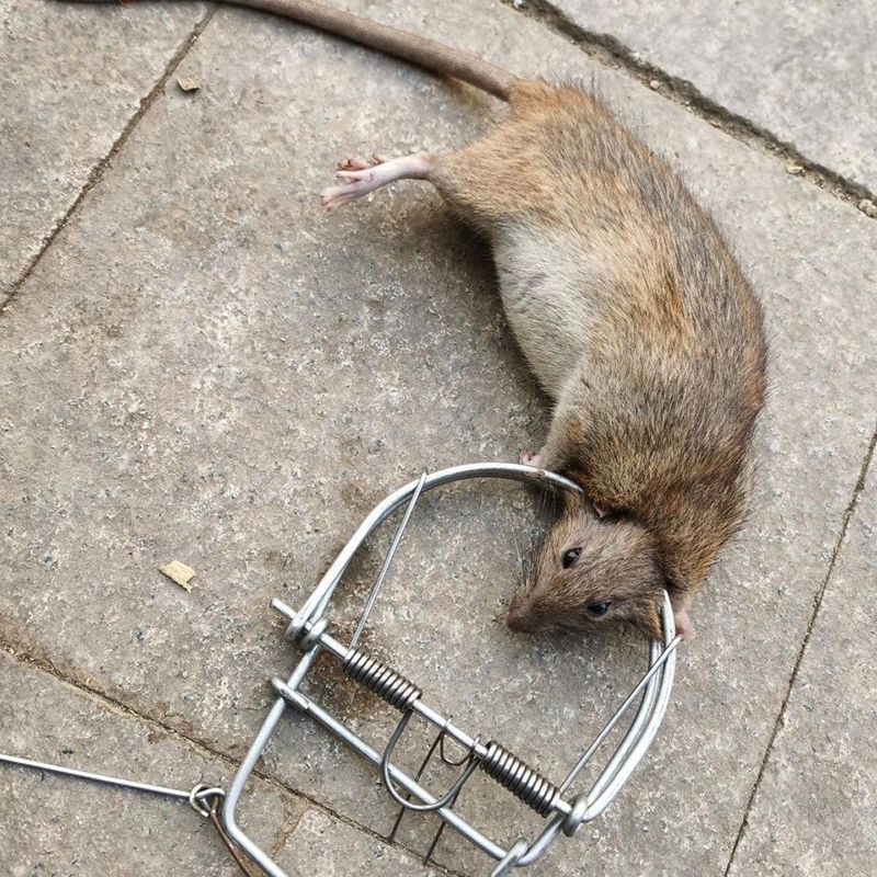Pige  Souris En Mtal, Trs Classique,  L'ancienne,  La ...