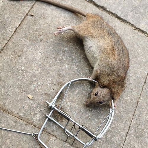 Piège À Souris En Métal, Très Classique, À L'ancienne, À La Mode