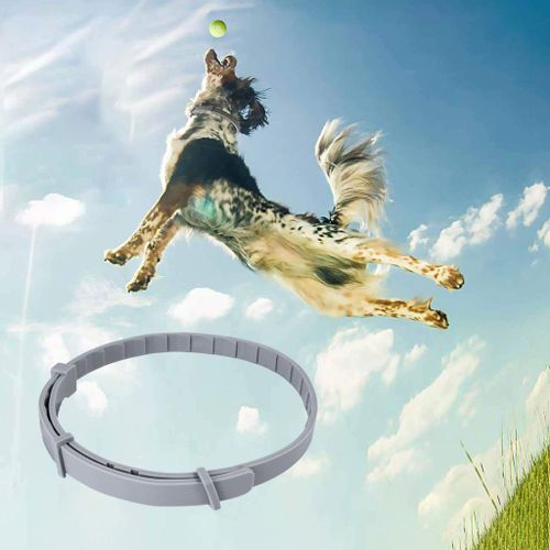 Collier Anti-Puces Et Anti-Tiques Pour Chiens Et Chats, Collier Anti-Tiques, Anti-Moustiques Et Anti-Insectes, Protection De 8 Mois