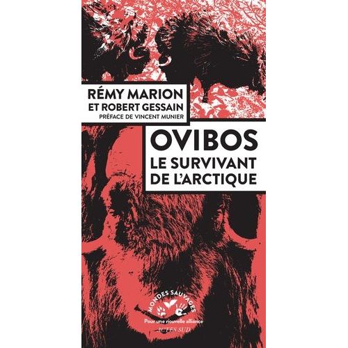 Ovibos - Le Survivant De L'arctique