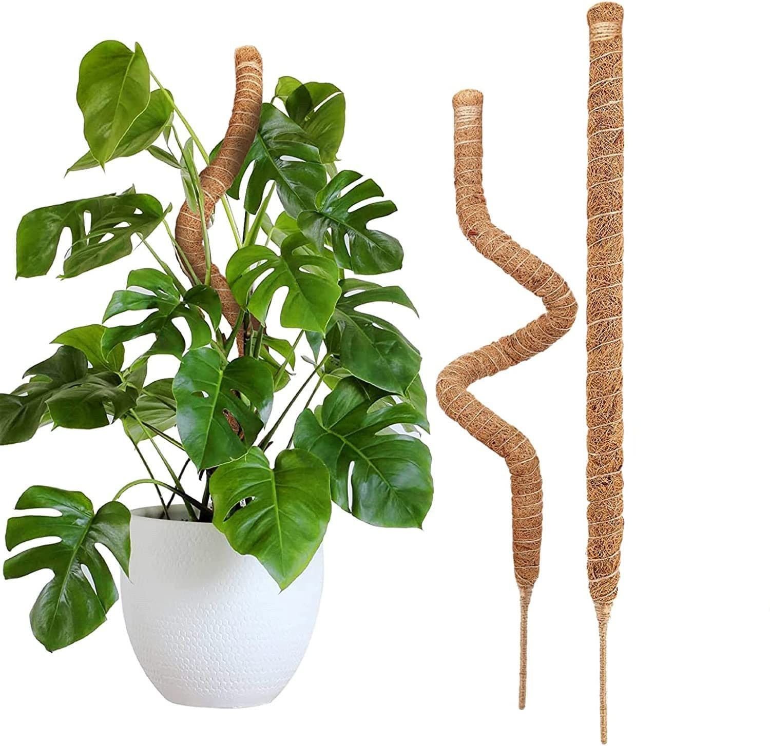 Garten Lux Premium Monstera Terreau pour Plantes Carnivores