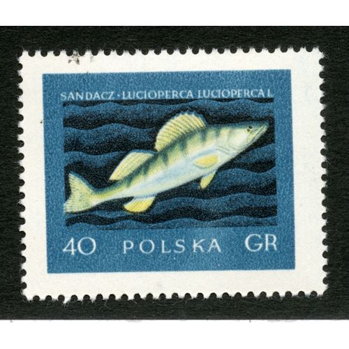 Timbre Oblitéré Polska, Sandacz, Lucioperca Lucioperca, 40 Gr