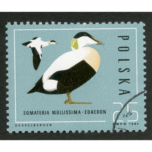 Timbre Oblitéré Polska, Somateria Mollissima - Edredon, 1985, Desselberger, 25 Zl