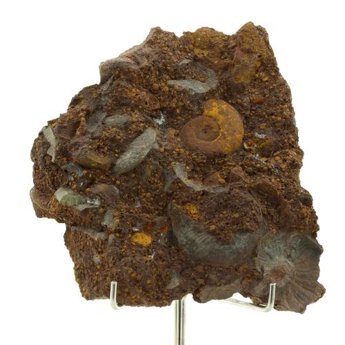 Ammonite Pleydellia 1284.0 Ct. Mine De Saint-Quentin-Fallavier, Isère, France.