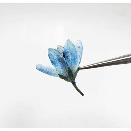 Fleurs séchées pressées de Chloris virgata Sw herbium pour accessoires de marque-page bijoux carte d'invitation étui de téléphone bricolage 60 pièces