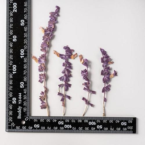 Fleurs séchées pressées Salvia var.atropurpura herbium pour maquillage Nail Art bijoux marque-page étui de téléphone DIY 60 pièces