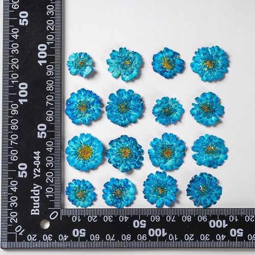 Colorant de fleurs séchées pressées 60 pièces herbe de Chamomilla pour résine époxy maquillage du visage bijoux marque-page étui de téléphone bricolage