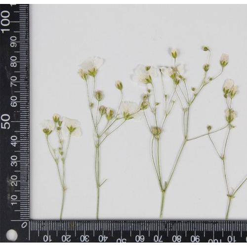 Fleurs séchées pressées Gypsophila paniculata herbier pour résine époxy fabrication de bijoux marque-page maquillage du visage artisanat d'art des ongles 60 pièces