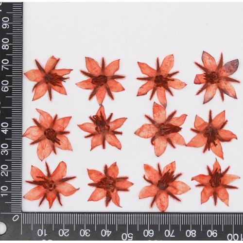 Herbium à fleurs séchées pressées 120 pièces pour Nail Art visage boîtier de bijoux marque-page carte d'envahissement bricolage