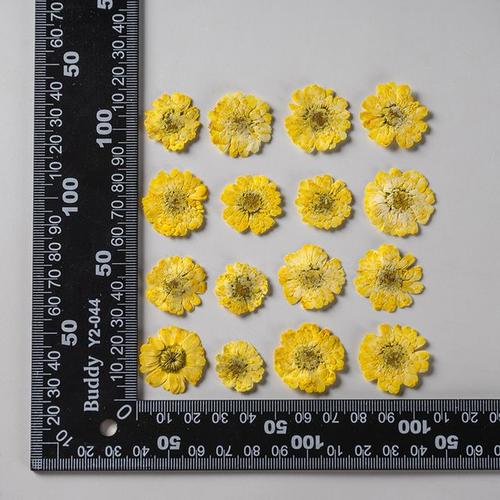 Teinture de fleurs séchées pressées 250 pièces herbe de Chamomilla pour résine époxy maquillage du visage bijoux marque-page étui de téléphone bricolage