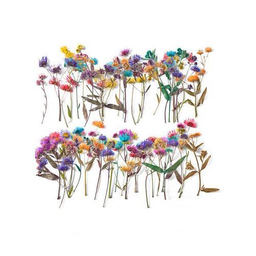 Lot de 250 fleurs séchées pressées en résine époxy Erigeron herbium tige lampe Nail Art bijoux marque-page étui de téléphone DIY