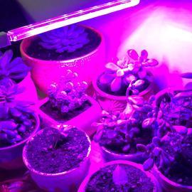 Lampe de croissance LED UV USB, support de plante, eclairage d