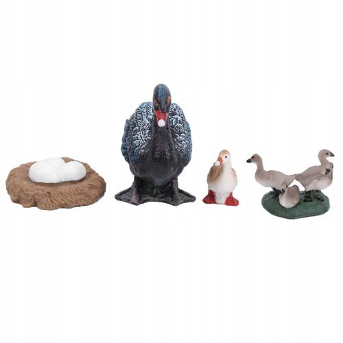 Canard Animal Modele A Cycle De Croissance En 4 Étapes