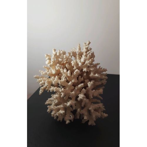 Corail Blanc, Arbre Coralliens Naturel, Authentique Pièce Rare Vintage, Poids 2kg 700. Taille 27 X 12 X 20 Cm De H. Objet À Collectionner, Coquillages, Mer, Voyage 