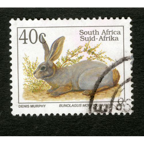 Timbre Oblitéré South Africa, Suid-Afrika, Denis Murphy, Bunolagus Monticularis, 1993, 40c