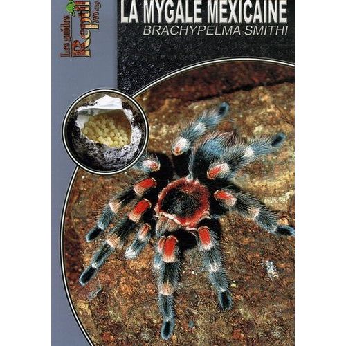 La Mygale Mexicaine - Brachypelma Smithi