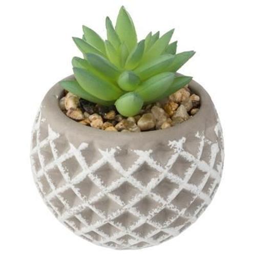 Succulente En Pot Ciment