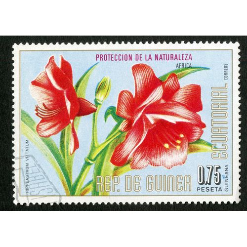 Timbre Oblitéré Proteccion De La Naturaleza , Africa, Rep.De Guinea Ecuatorial, Hippeastrum Vittatum, Correos, 0.75 Peseta