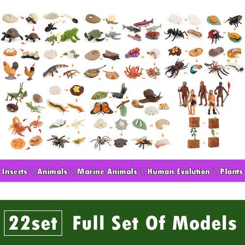 Planche De Subkrde La Vie Animale En Bois Pour Enfants,Jouets Montessori Fuchsia,Aide À La Croissance Des Plantes,Ensemble De Modèles Scientifiques De La Vie - Type Models Full Set