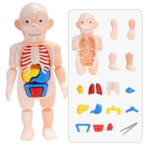 Modèle D'anatomie Du Corps Humain Pour Enfants,Puzzle 3d,Apprentissage Éducatif,Jouet Assemblé,Outil D'enseignement,Cadeau Vapeur - Type Human