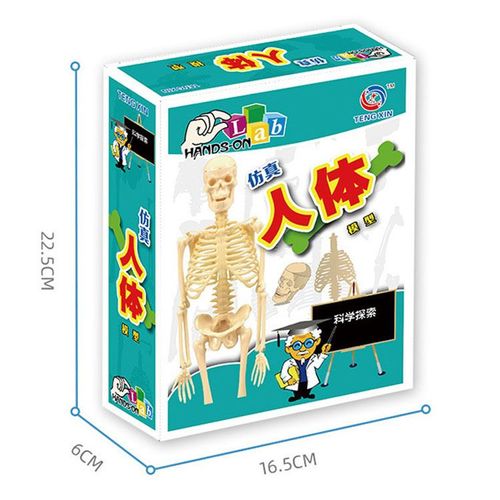 Kit De Modules De Corps Humain Assemblé Pour Enfant,Jouet D'anatomie,Organes,Os,Science Stem - Type A Original Box