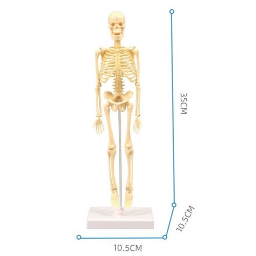 Kit De Modules De Corps Humain Assemblé Pour Enfant,Jouet D'anatomie,Organes,Os,Science Stem - Type No Original Box