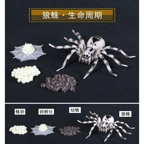 Simulation D'insecte En Vinyle,Modèle Solide,Décoration De La Scène De Évolution,Ensemble Du Cycle De Croissance De La Vie,Combinaison Science Et Éducation - Type 2409 Tarantula