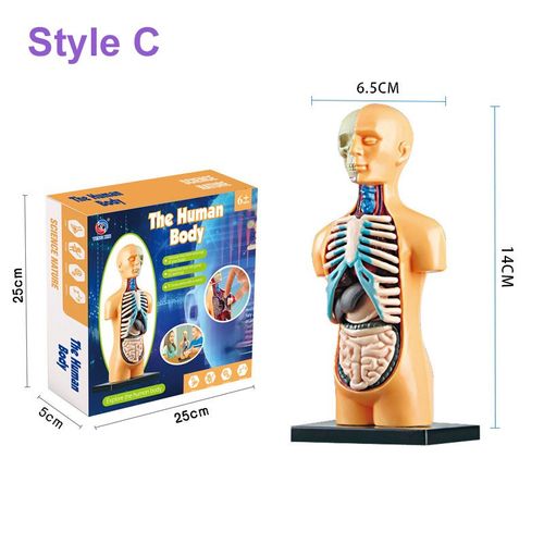 Modèle De Torse De Corps Humain Pour Enfants,Modules De Modèle D'anatomie,Assemblage D'orgue De Bricolage,Jouet D'apprentissage,Outil Fuchsia,Jeu À Vapeur,3d - Type Style C