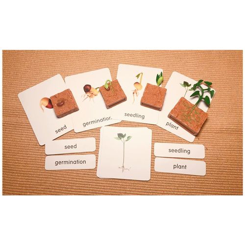 Cartes Montessori Pour L'apprentissage De La Croissance Et De La Biologie,Subventionnement D'une Plante De Haricot Vert - Type Models And Cards