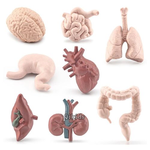 Jeu De Simulation D'organes Humains Pour Enfants,Modèle De Torse Du Corps,Jouets D'apprentissage Du Cerveau,Du C?ur,Du Vagin,Du Rein,Du Fuchsia - Type Model