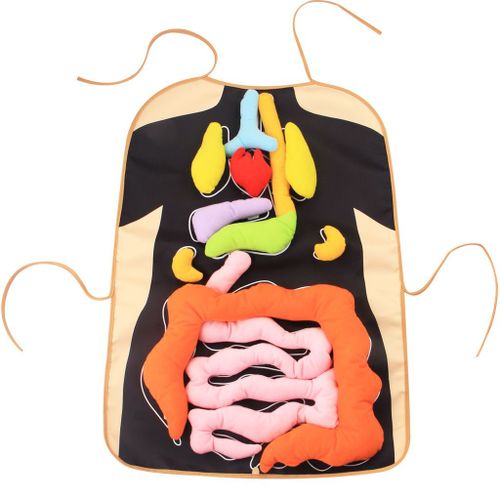 Tablier D'apprentissage De L'anatomie Pour Enfants,Jouets De Sensibilisation Aux Organes Du Corps Humain,Science Alth,Maison Et École,Aides Fuchsia - Type B