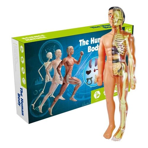 Modèles D'anatomie Du Torse Du Corps Humain,Modèle D'anatomie Du Corps Pour Enfants,Structure Humaine Avec Parties Parfaites Pour Étudiant En Médecine