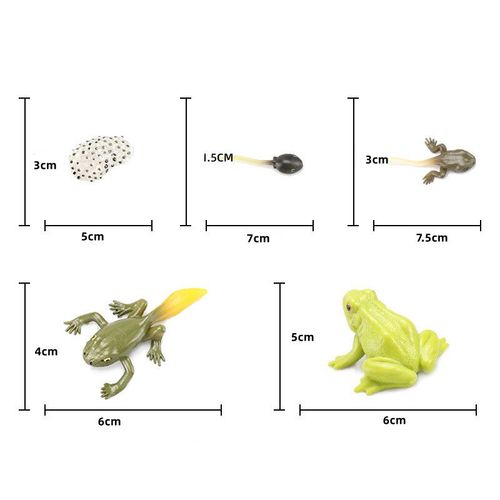 Jouet Éducatif En Vinyle Solide Pour Éducation Précoce,Modèle D'insecte Et D'animal,Simulation De Croissance,Biologie - Type Frog