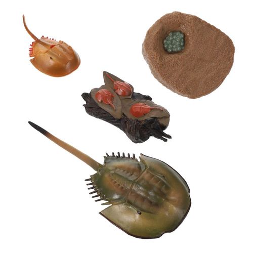 Science De La Vie Marine Pour Enfants,Ver De Terre,Crabe Roi Dos,Jouets De Croissance,Modèle De Subvention,Poulpe,Vie Réaliste,Stade De Subvention #D