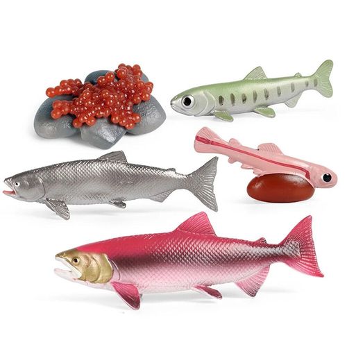 Science De La Vie Marine Pour Enfants,Ver De Terre,Crabe Roi Dos,Jouets De Croissance,Modèle De Subvention,Poulpe,Vie Réaliste,Stade De Subvention #A