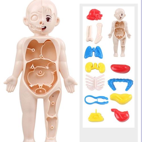 Figurines D'organe Humain,Jouet Assemblé,Outil Fuchsia,Modèle D'anatomie Du Corps Humain - Type 1 Set