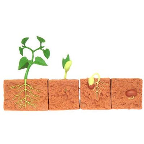 Cartes Montessori Pour L'apprentissage De La Croissance Et De La Biologie,Subventionnement D'une Plante De Haricot Vert - Type Models Only