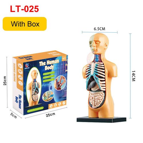 Modèle D'anatomie Du Corps Humain 3d Pour Enfants,Modules De Bricolage En Plastique,Jouet Seton,Aides À L'apprentissage Précoce Scientifique,Jeu Stem Pour Enfants - Type Lt025 With Box