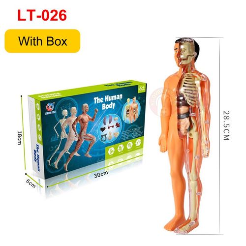 Modèle D'anatomie Du Corps Humain 3d Pour Enfants,Modules De Bricolage En Plastique,Jouet Seton,Aides À L'apprentissage Précoce Scientifique,Jeu Stem Pour Enfants - Type Lt026 With Box
