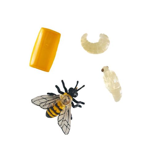Subkrde Vie Équation Montessori Biology Materials Models,E Nitive Card,Escaland,Wooden Board Kids Learning Tools,Early Tari - Type Model Set