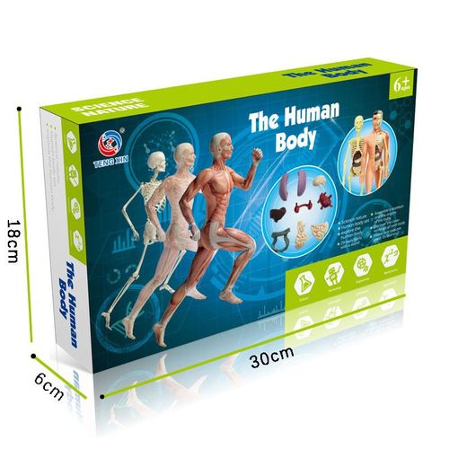 Jeu De Science Stem Pour Enfants,Corps Humain Assemblé,Jouets Pour Enfants,Modules De Jouets,Kit D'organes D'anatomie,Os - Type Boriginal Box