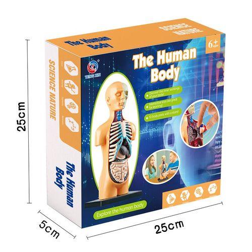 Jeu De Science Stem Pour Enfants,Corps Humain Assemblé,Jouets Pour Enfants,Modules De Jouets,Kit D'organes D'anatomie,Os - Type C Original Box