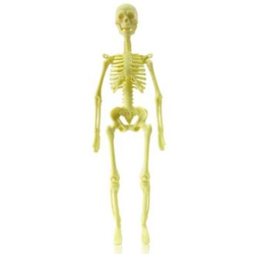 Modèle D'anatomie Du Corps Humain Pour Enfants,Modules De Bricolage En Plastique,Jouet Seton,Aides À L'apprentissage Précoce De La Science,Jeu Stem Pour Enfants - Type Skeleton No Box