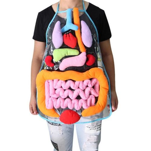 Tablier D'anatomie,Jouets Pour Enfants,Développement Des Organes Du Corps Humain,Sensibilisation Préscolaire,Science,Enseignement À L'école À Domicile,Point De Vue Éducatif