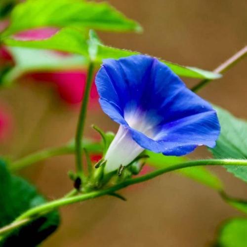 50pcs Graines De Fleur De Bleu Petunia Volubilis Liseron