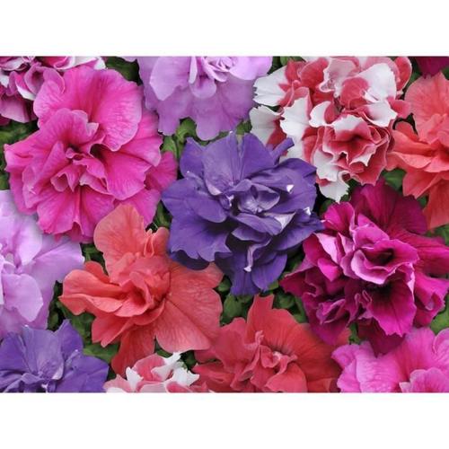 200pcs Graines De De Fleurs Mélange De Petunia Hybrida Jardin