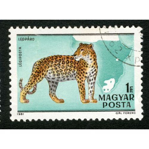 Timbre Oblitéré Magyar Posta, Leopard, Légiposta, 1981, 1 Ft, Gal Ferenc